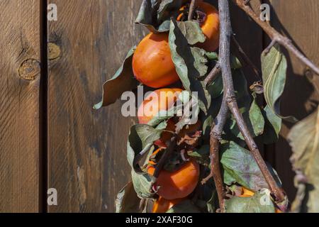 close-up photo of a persimmon tree branch with red orange fruits and green leaves on dark wooden background on sunny day Stock Photo