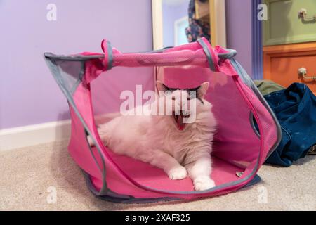 Black and white cat laying down in a pink laundry hamper, yawning Stock Photo