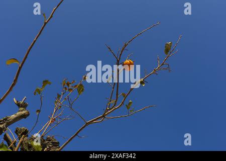 photo of a leafless persimmon tree branch above with single red orange fruit on bright blue sky background on sunny day Stock Photo