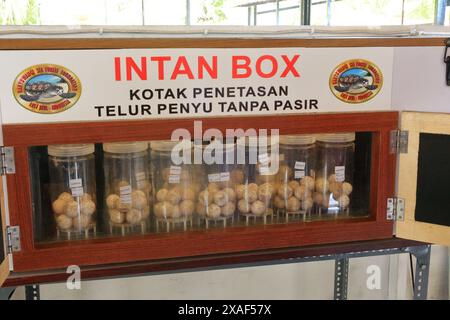 turtle eggs in a transparent breed box, Bali Stock Photo