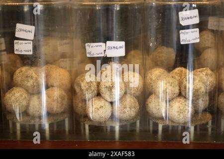 turtle eggs in a transparent breed box, Bali Stock Photo