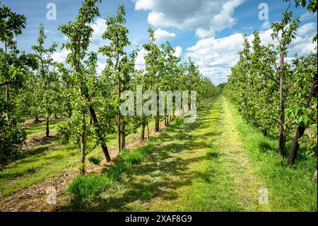 Orchard landscape with growing pear trees in spring season. Stock Photo