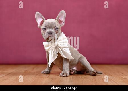 Young lilac Brindle French Bulldog dog puppy with white ribbon in front of studio background Stock Photo