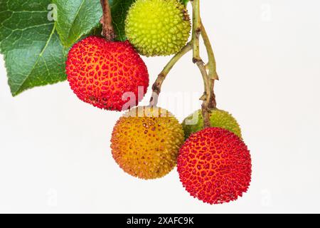 Close-up of red, yellow, orange and green fruit on an arbutus branch Stock Photo