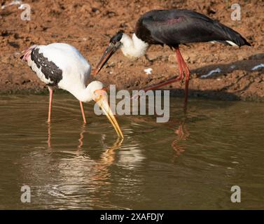 White stork wading through the water and feeding on fish in the pond; Painted stork (Mycteria leucocephala) from Wilpattu National Park in Sri Lanka. Stock Photo