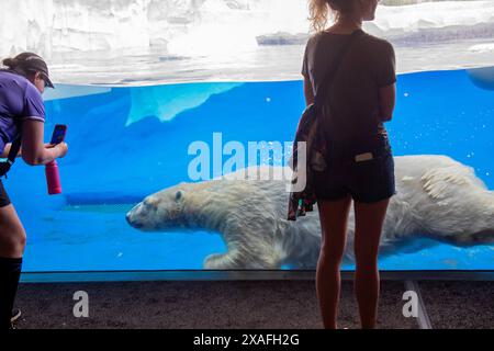 Detroit, Michigan - Visitors watch and photograph a polar bear (Ursus maritimus) swimming at an underwater viewing area at the Detroit Zoo. It is part Stock Photo