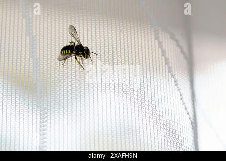 Image of a bee at rest on a mesh surface, showing an interesting contrast between nature and synthetic elements. Stock Photo