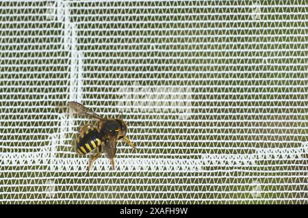 Image of a bee at rest on a mesh surface, capturing the interaction between nature and human elements. Stock Photo