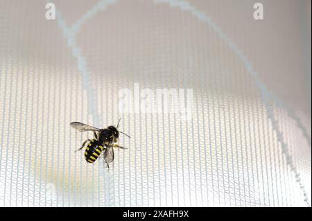 Image of a bee at rest on a mesh surface, showing an interesting contrast between nature and synthetic elements. Stock Photo