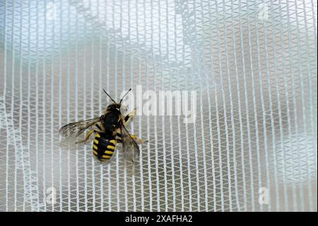 High resolution image of a bee at rest on a mesh surface, perfect for studies of nature and insect life. Stock Photo