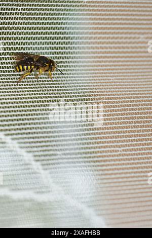 Image of a bee at rest on a mesh surface, capturing the interaction between nature and human elements. Stock Photo