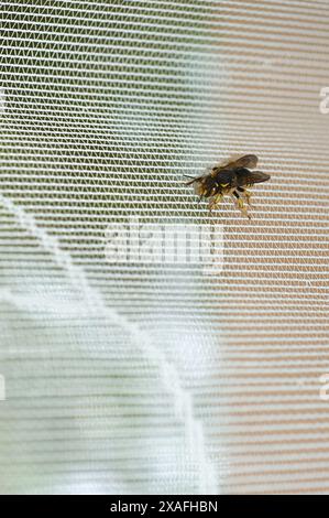 Image of a bee at rest on a mesh surface, capturing the interaction between nature and human elements. Stock Photo