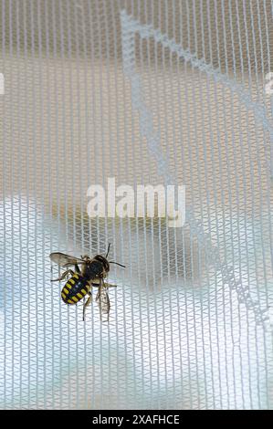 Image of a bee at rest on a mesh surface, perfect for studies of nature and insect life. Stock Photo