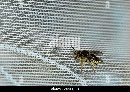 Detailed image of a bee at rest on a white mesh surface, highlighting the beauty of nature. Stock Photo