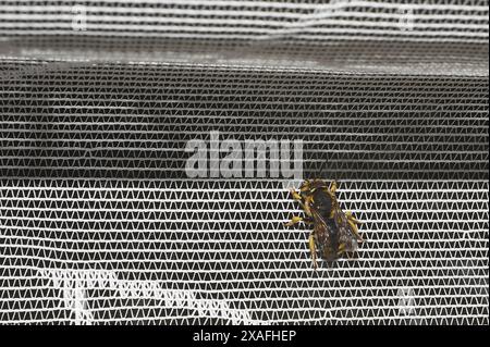 This high-resolution image shows a bee at rest on a mesh surface, highlighting the beauty and complexity of its structure. Stock Photo