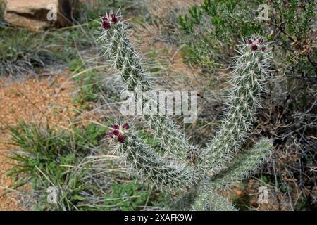 Early spring blossoms on tip of cane cholla in Fort Bowie National Historic Site Stock Photo