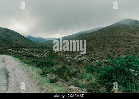 mountainous landscape of a paramo in Colombia where you can see frailejones and fog that covers the entire sky Stock Photo