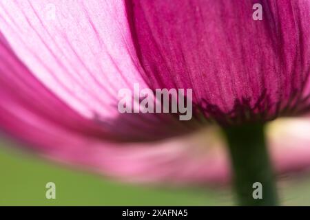 The stamens shimmer through the delicate leaves of an opium poppy flower. Stock Photo
