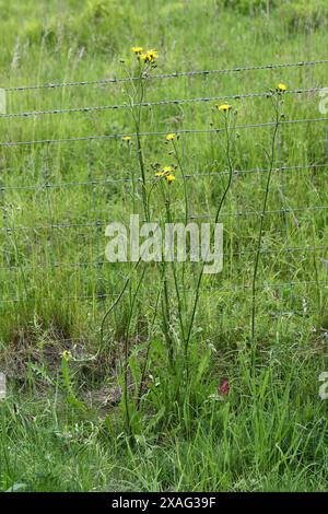 Smooth Hawksbeard, Crepis capillaris, Asteraceae. Stock Photo