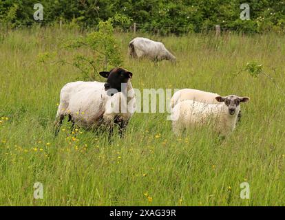 Black-faced Sheep Ewe with Two Lambs, Ovis aries, Bovidae. The Blackface or Scottish Blackface is a British breed of sheep. Stock Photo