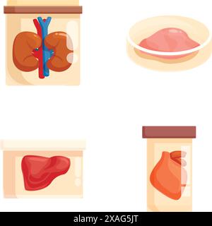 Vector illustrations displaying a kidney, eye, liver, and heart for medical learning materials Stock Vector