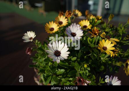 Osteospermum is an African Daisy, native to South Africa Stock Photo