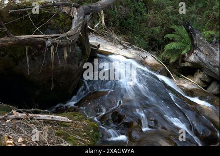 Taggerty Cascades are on the Taggerty River, north of Marysville in Victoria, Australia. Most of this area was destroyed in the 2009 bushfires. Stock Photo