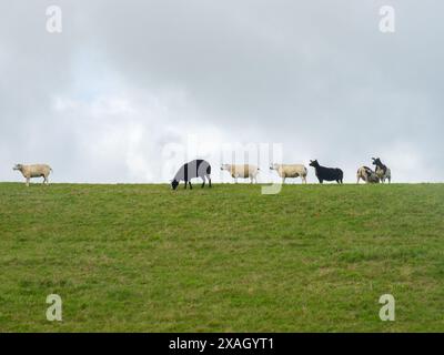 White and black sheep grazing on a dyke during a cloudy afternoon Stock Photo