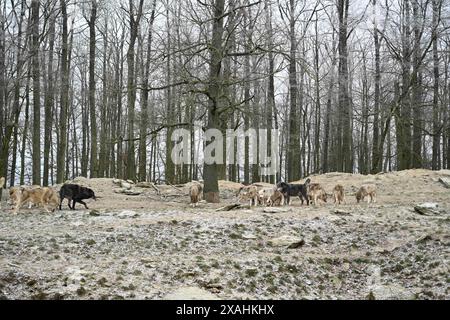 Wolf pack of canadian timber wolf in forest in winter Stock Photo