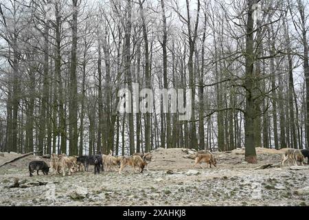 Wolf pack of canadian timber wolf in forest in winter Stock Photo