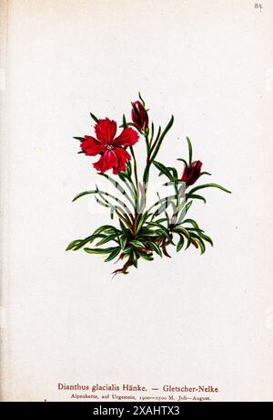 Dianthus glacialis Hanke. — Gletscher-Nelke. Dianthus glacialis, the glacier pink or ice pink, is a species of pink native to the eastern Alps and the Carpathians. A dwarf species botanical drawing from ' Atlas der Alpenflora ' by Hartinger, Anton, b. 1806; Dalla Torre, K. W. von (Karl Wilhelm), 1850-1928; Deutscher Alpenverein (Founded 1874) Stock Photo