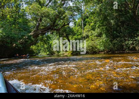 Tahan River and Green Jungle Nature of Taman Negara National Park, Malaysia Stock Photo