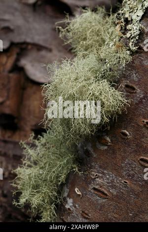 Usnea subfloridana, old man's beard, beard lichen or beard moss, variety. Fructicose lichen Stock Photo