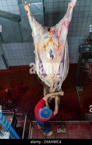 Skinning a cow Stock Photo - Alamy