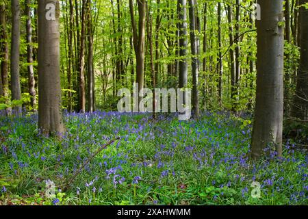 Bluebells in Plas Power Woods, Coedpoeth, Wales Stock Photo