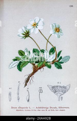 Dryas octopetala L.. — Achtblättrige Dryade, Silberwurz. Dryas octopetala, the mountain avens, eightpetal mountain-avens, white dryas or white dryad, is an Arctic–alpine flowering plant in the family Rosaceae. Botanical drawing from ' Atlas der Alpenflora ' Volume 2 by Hartinger, Anton, b. 1806; Dalla Torre, K. W. von (Karl Wilhelm), 1850-1928; Deutscher Alpenverein (Founded 1874) Stock Photo