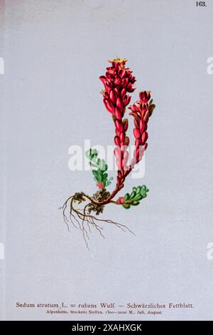 Sedum atratum L. = rubens Wulf. — Schwärzliches Fettblatt. Sedum atratum, the dark stonecrop, is a species of flowering plant in the family Crassulaceae, native to the mountain ranges of Europe; Botanical drawing from ' Atlas der Alpenflora ' Volume 2 by Hartinger, Anton, b. 1806; Dalla Torre, K. W. von (Karl Wilhelm), 1850-1928; Deutscher Alpenverein (Founded 1874) Stock Photo