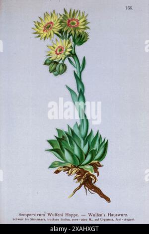 Sempervivum wulfenii [Here as Sempervivum Wulfeni ] Hoppe. — Wulfen’s Hauswurz. Botanical drawing from ' Atlas der Alpenflora ' Volume 2 by Hartinger, Anton, b. 1806; Dalla Torre, K. W. von (Karl Wilhelm), 1850-1928; Deutscher Alpenverein (Founded 1874) Stock Photo