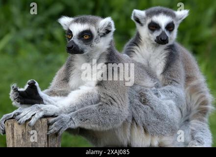 qiziqarli erotik multfilm