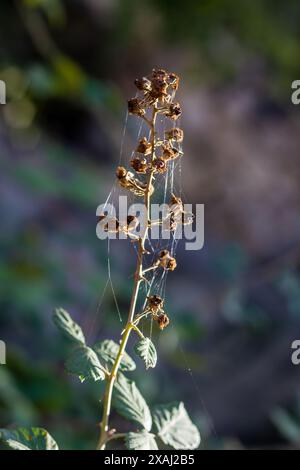 spider web on plant branches Stock Photo