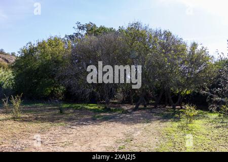 trees in Buskett woodlands Stock Photo