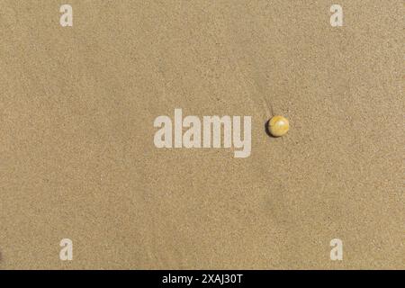 close-up flat photo of a small yellow brown stone on wet sand beach surface Stock Photo