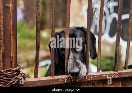 A Terrestrial animal, Dog breed is behind wooden bars in a cage Stock Photo