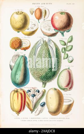 1872 Victorian hand-painted botanical plate in William Rhind's 'Vegetable Kingdom'. Fruits & Nuts: Guava, Jujube, Mangosteen, Durio, Litchi, Pistacia Stock Photo