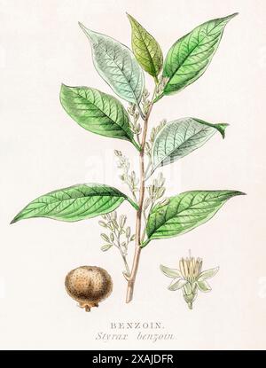 1872 Victorian hand-painted colour botanical engraving in William Rhind's Vegetable Kingdom: Benzoin / Styrax benzoin. Cosmetic & medicinal gum. Stock Photo