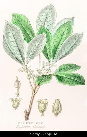 1872 Victorian hand-painted colour engraving in William Rhind's Vegetable Kingdom: Rubber tree, Caoutchouc / Siphonia elastica, Hevea guianensis Stock Photo