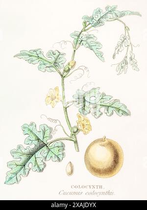 1872 Victorian hand-painted colour engraving in William Rhind's Vegetable Kingdom: Colocynth / Cucumis colocynthis syn. Citrullus colocynthis. Stock Photo