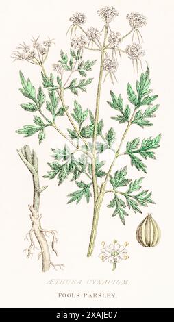 1872 Victorian hand-painted colour botanical engraving in William Rhind's Vegetable Kingdom: Fool's Parsley / Aethusa cynapium. Poisonous plant. Stock Photo