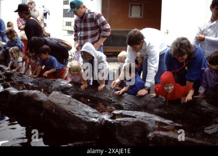 Monterey, CA. U.S.A. 8/1986. Monterey Bay Aquarium. Founded by David Packard Oct. 1984. World class marine research and aquarium.  Historical Monterey Bay abandoned sardine industry and wharfs accents the Aquarium. Stock Photo
