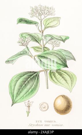 1872 Victorian hand-painted colour botanical engraving in William Rhind's Vegetable Kingdom: Nux Vomica / Strychnos nux-vomica. Source of Strychnine. Stock Photo